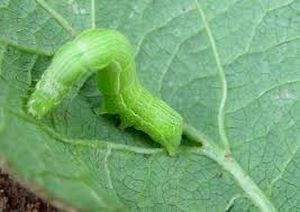 uploads/images/pest/okra semilooper.jpg